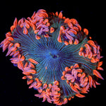 Rock Flower Anemone with colorful oral disc in reef aquarium