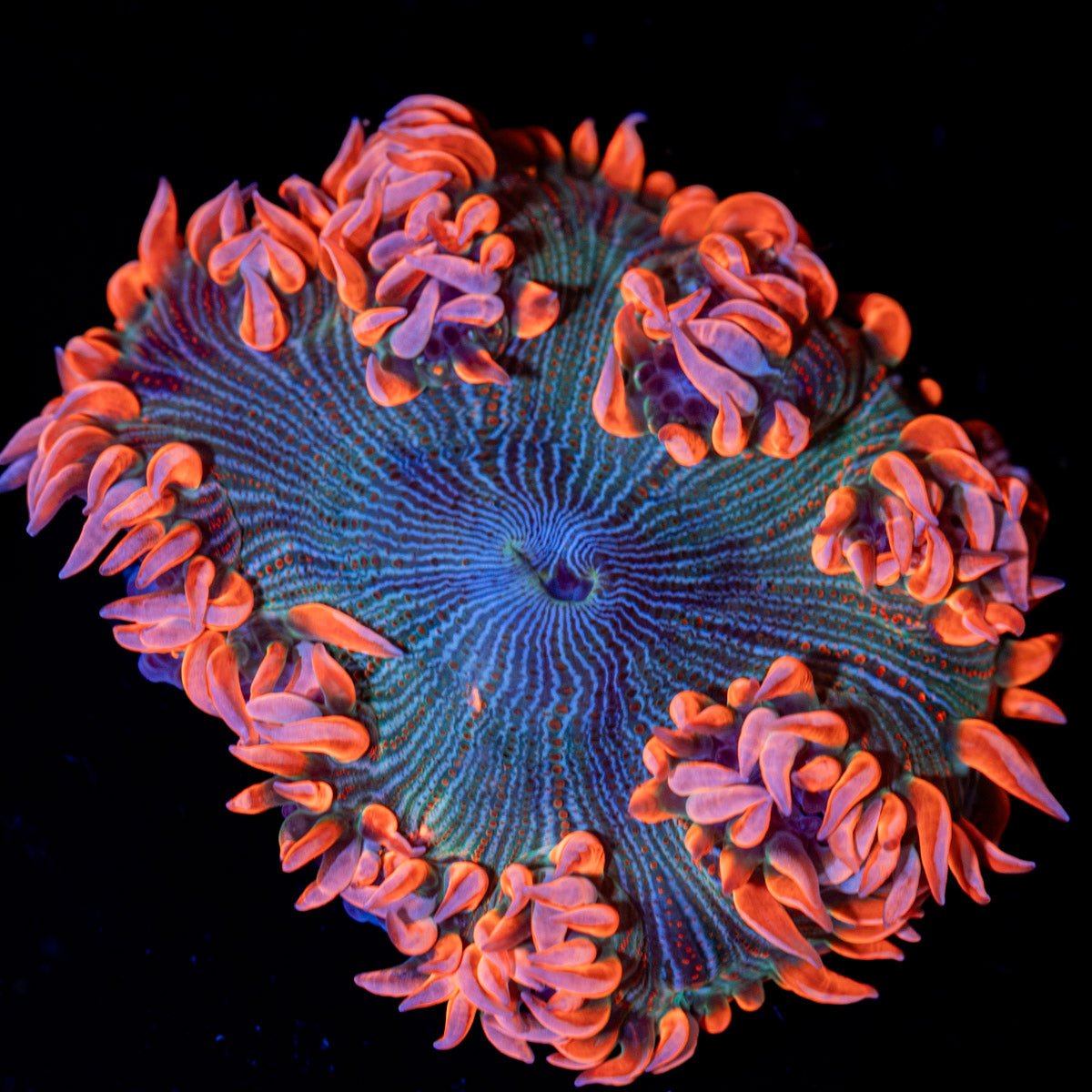 Rock Flower Anemone with colorful oral disc in reef aquarium