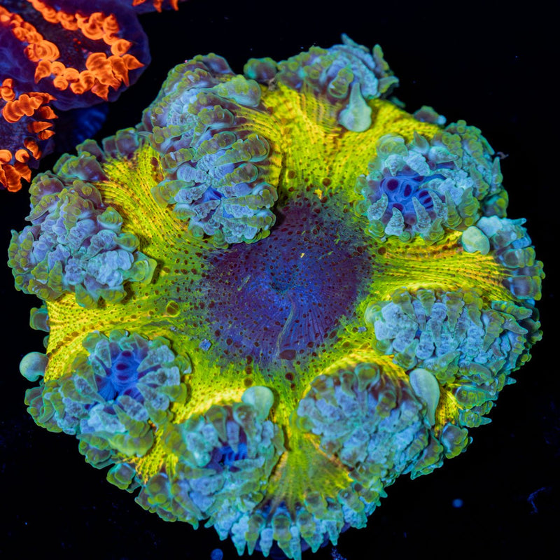 Rock Flower Anemone with colorful oral disc in reef aquarium