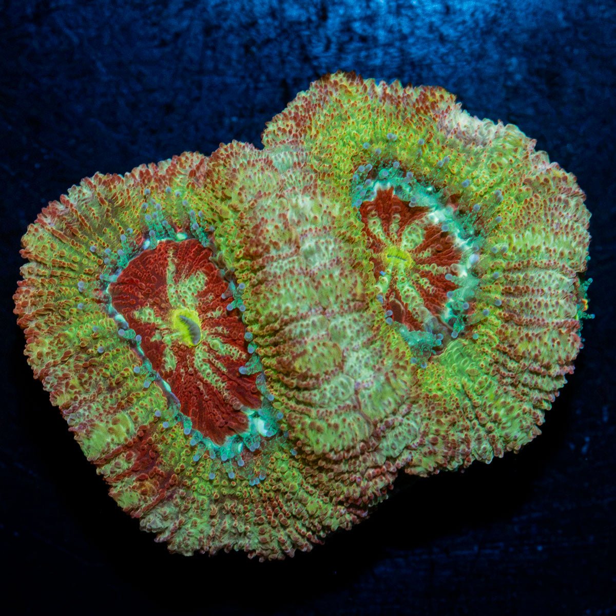 Rocket Man Asian Acan Coral with fleshy polyps in reef aquarium