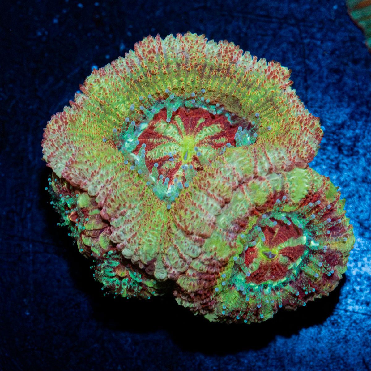 Rocket Man Asian Acan Coral with fleshy polyps in reef aquarium