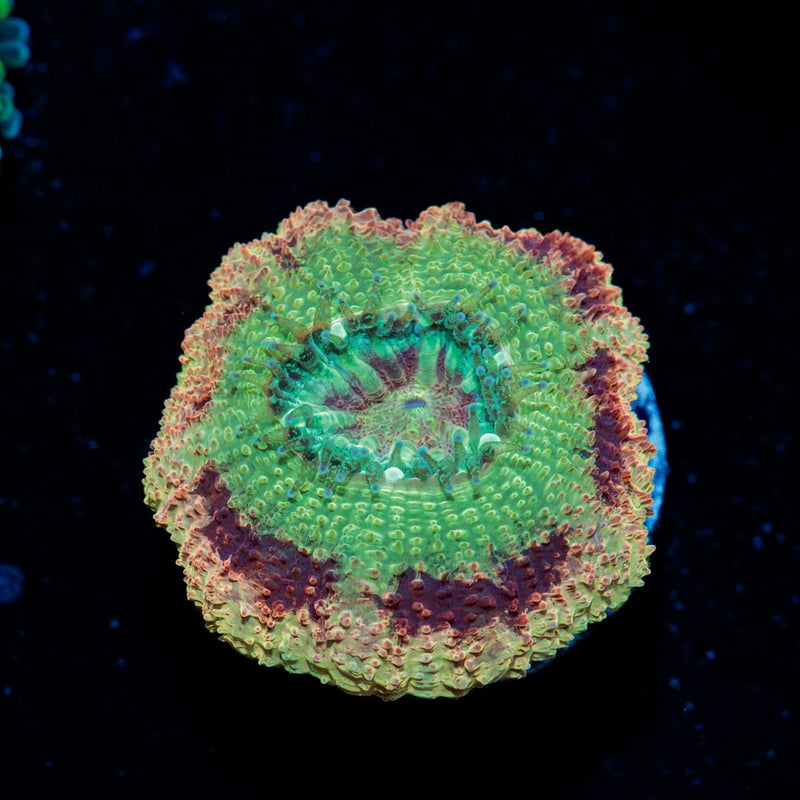 RocketMan Asian Acan Coral with fleshy polyps in reef aquarium
