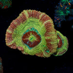 RocketMan Asian Acan Coral with fleshy polyps in reef aquarium