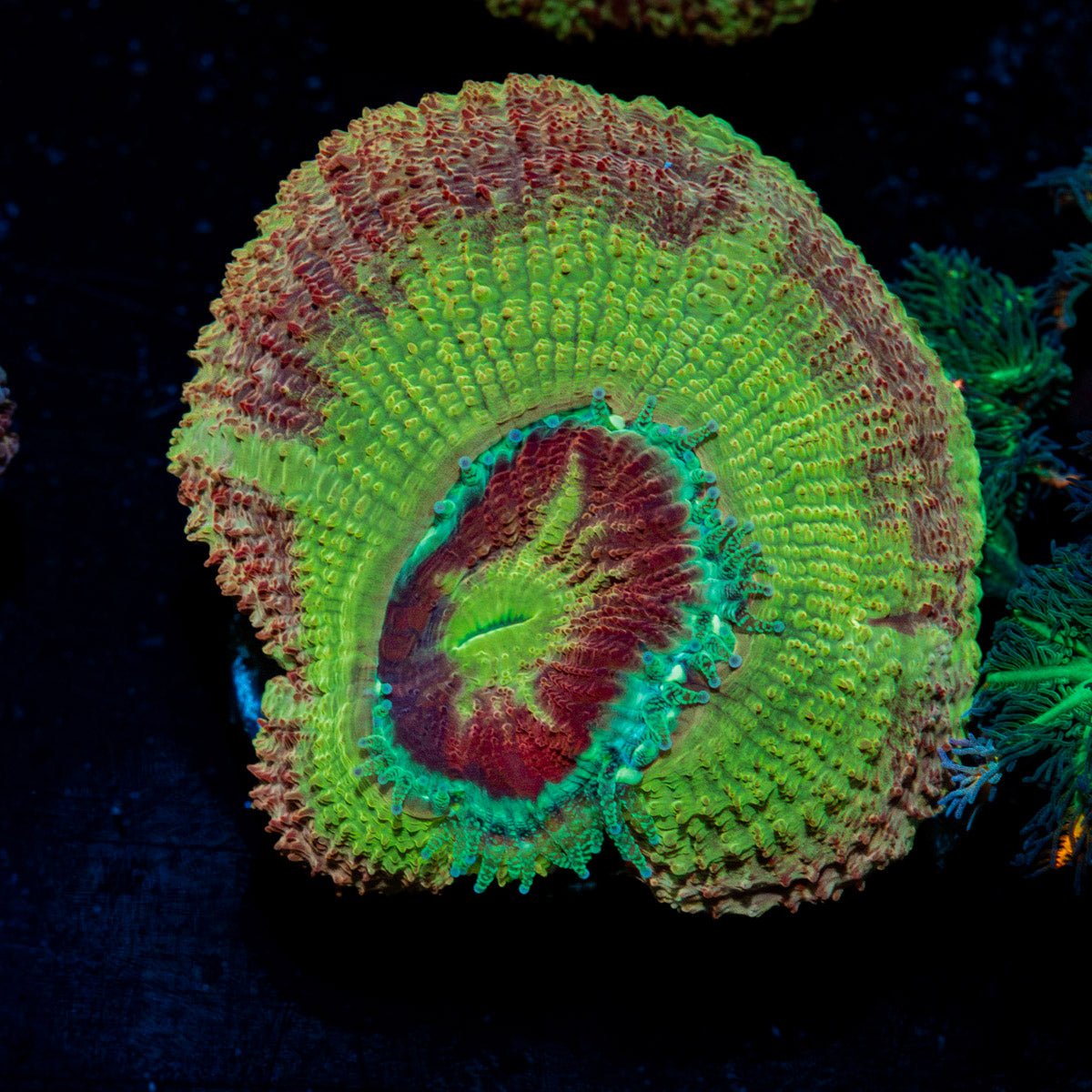 rocketman-asian-acan-coral-