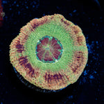 RocketMan Asian Acan Coral with fleshy polyps in reef aquarium