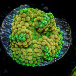 Royal Ricordea Mushroom Coral with vibrant mushroom disc in reef aquarium