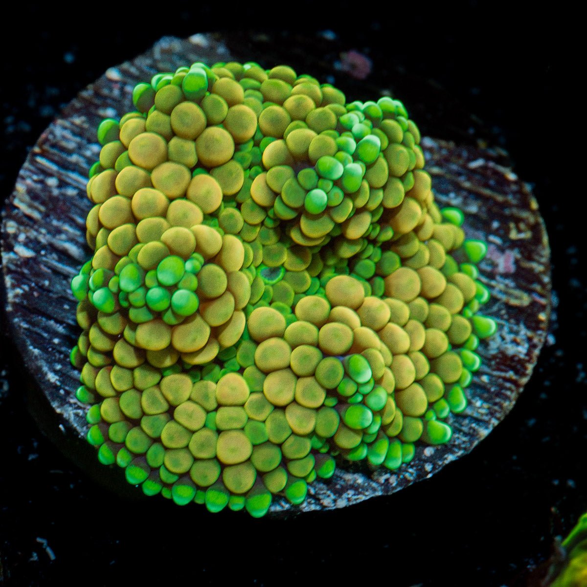 Royal Ricordea Mushroom Coral with vibrant mushroom disc in reef aquarium