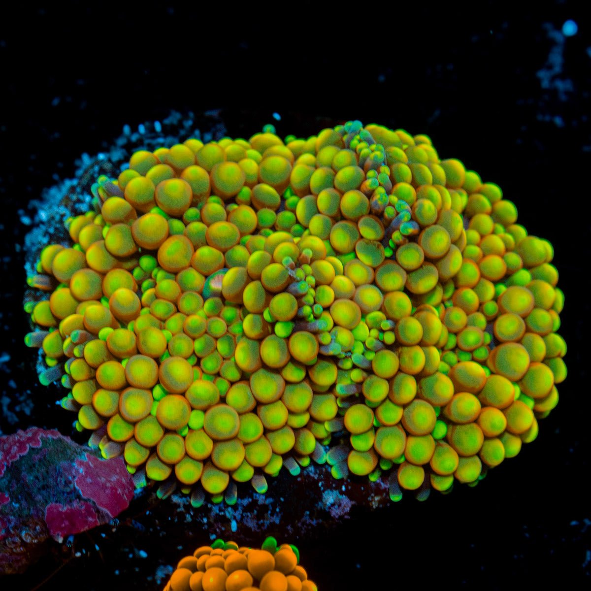 Royal Ricordea Mushroom Coral with mushroom disc in reef aquarium