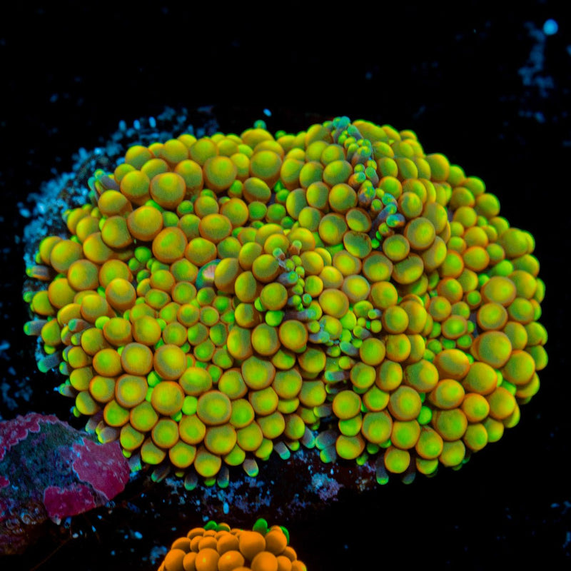 Royal Ricordea Mushroom Coral with mushroom disc in reef aquarium