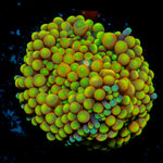 Royal Ricordea Mushroom Coral with mushroom disc in reef aquarium