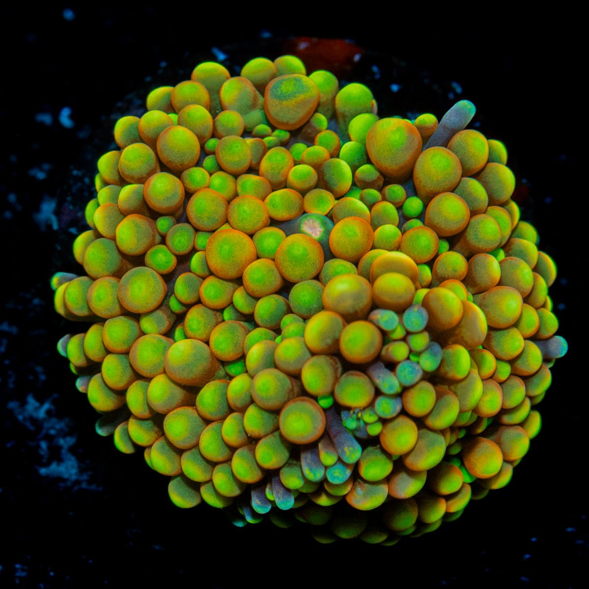 Royal Ricordea Mushroom Coral with mushroom disc in reef aquarium