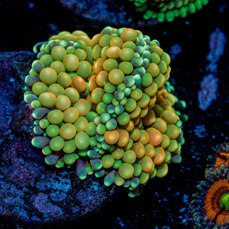 Royal Ricordea Mushroom Coral with mushroom disc in reef aquarium