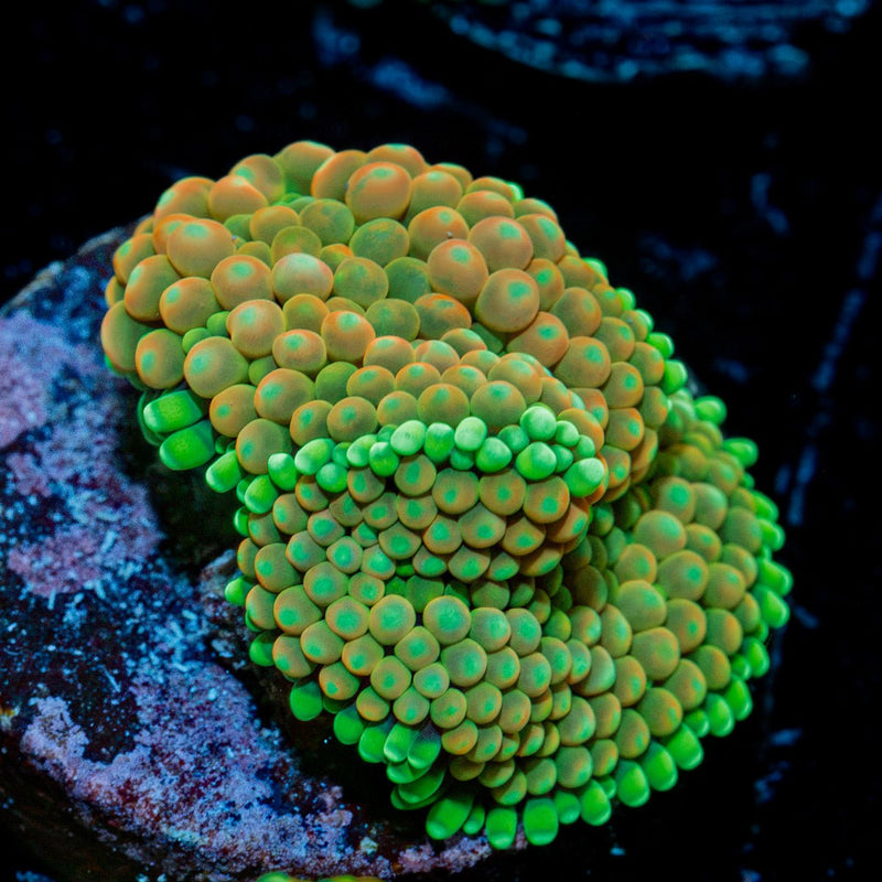 Royal Ricordea Mushroom Coral with mushroom disc in reef aquarium