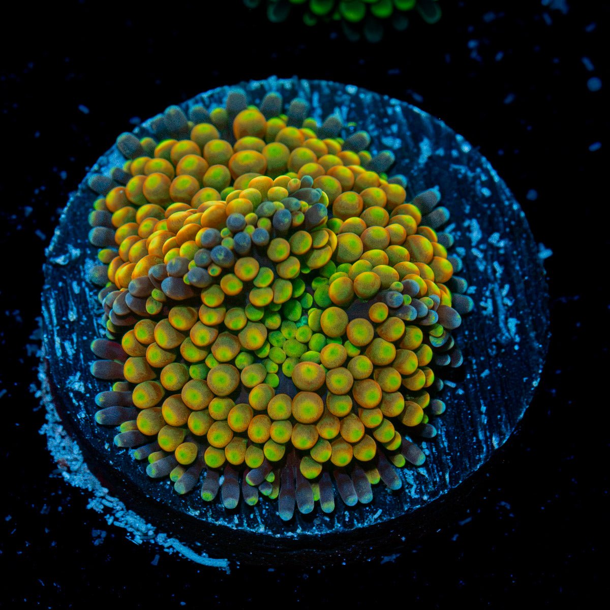 Royal Ricordea Mushroom Coral with mushroom disc in reef aquarium