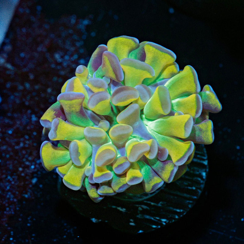 RTA Crown Royal Hammer Euphyllia Coral