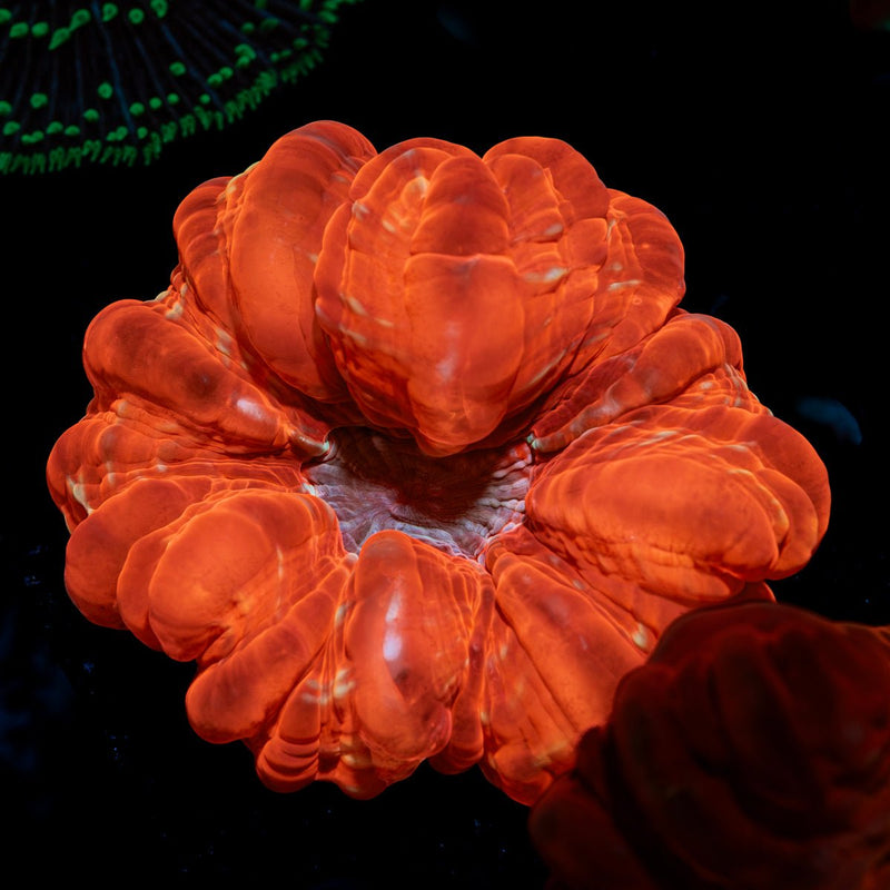 Ruby Cynarina Coral with fleshy open polyp in reef aquarium