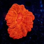 Ruby Red Cynarina Coral with fleshy open polyp in reef aquarium