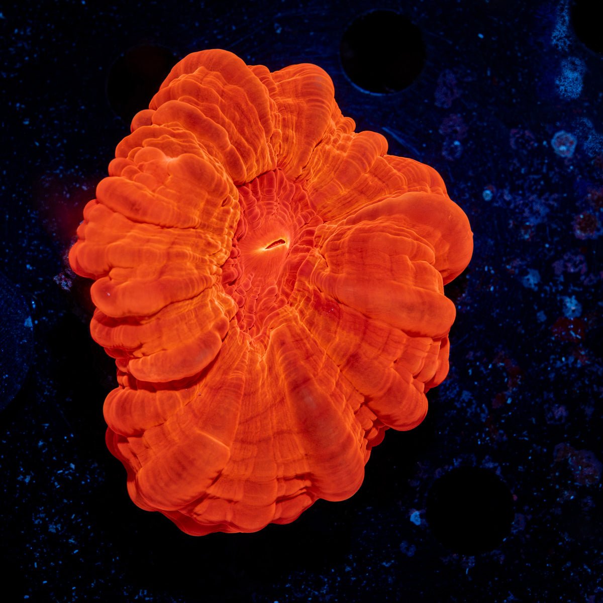 Ruby Red Cynarina Coral with fleshy open polyp in reef aquarium