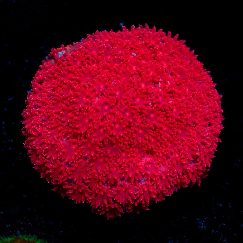 Ruby Red Micro Goniopora Coral with flower-like polyps in reef aquarium