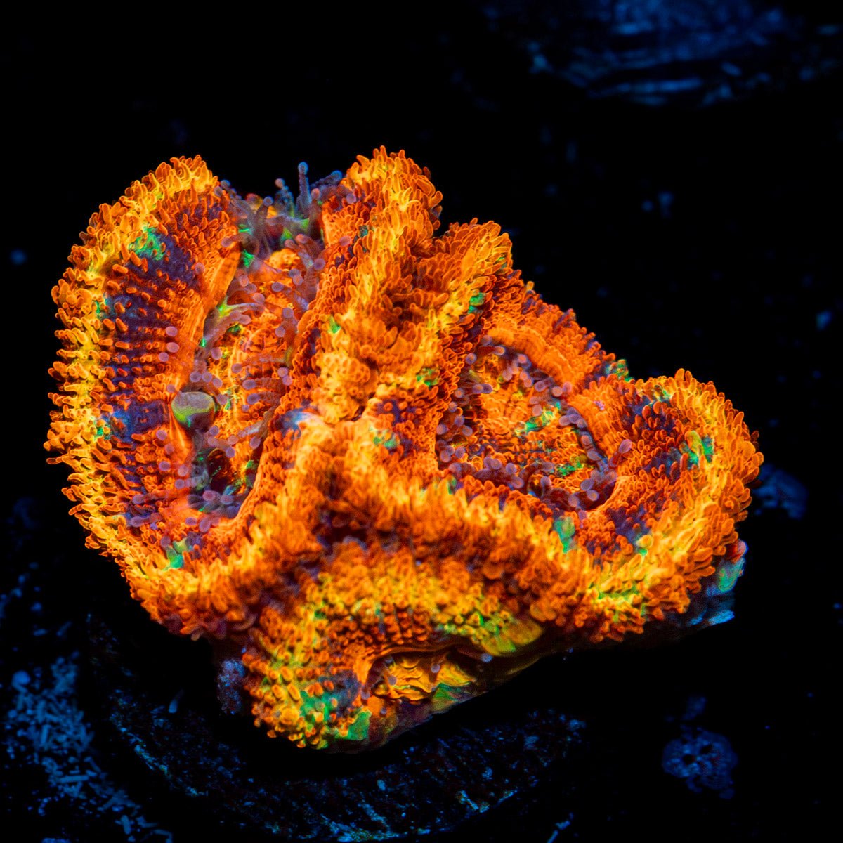 Rubys Rainbow Asian Acan Coral with fleshy polyps in reef aquarium