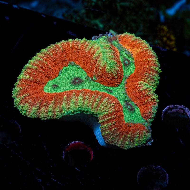 Rush LoboPhyllia Coral with fleshy open polyp in reef aquarium