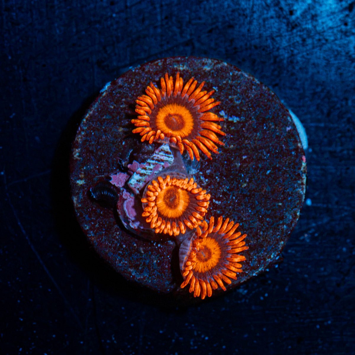 Safe Crackers Zoanthid Coral with colony growth in reef aquarium