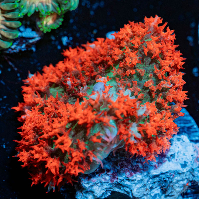 Saint Thomas Mushroom Coral