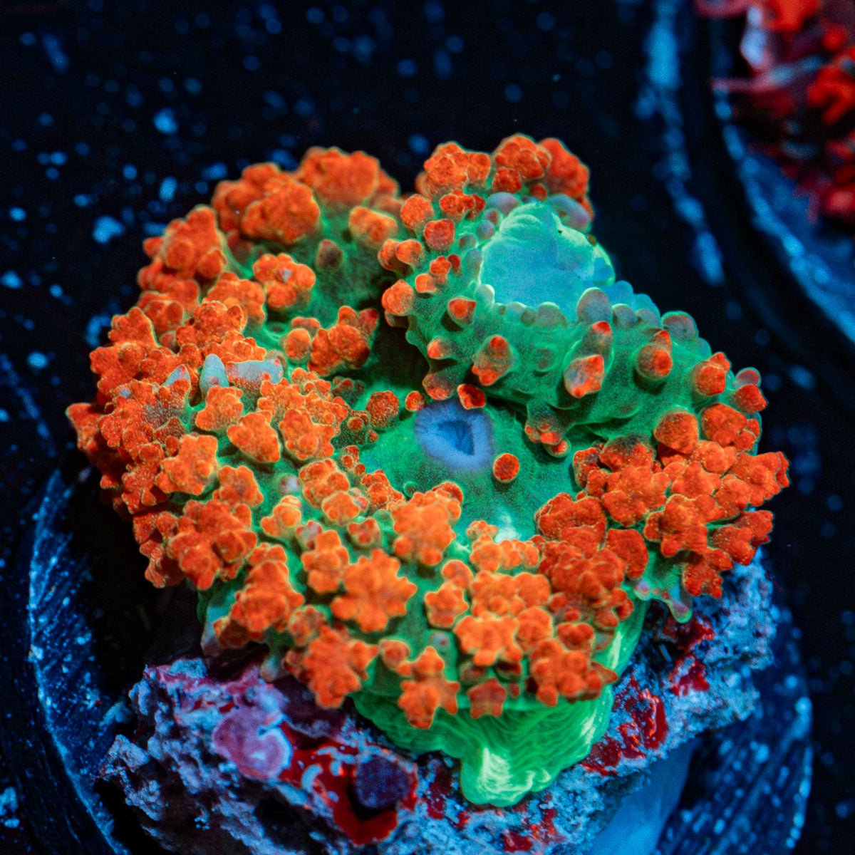 Saint Thomas Mushroom Coral