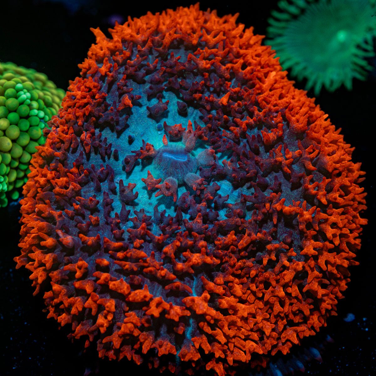 Saint Thomas Mushroom Coral with distinctive mushroom disc in reef aquarium