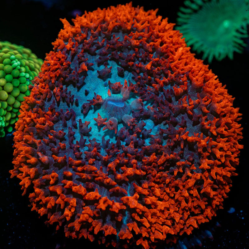 Saint Thomas Mushroom Coral with distinctive mushroom disc in reef aquarium