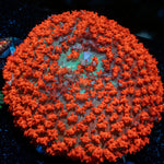 Saint Thomas Mushroom Coral with distinctive mushroom disc in reef aquarium