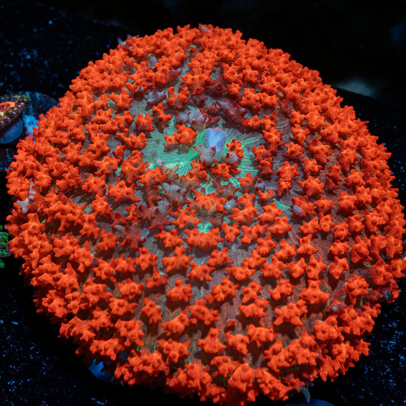 Saint Thomas Mushroom Coral with distinctive mushroom disc in reef aquarium