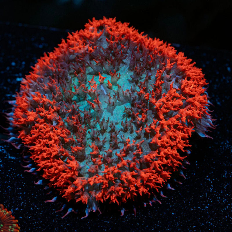 Saint Thomas Mushroom Coral with mushroom disc in reef aquarium
