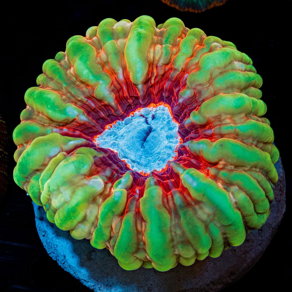 Saturn's Rings Cynarina Coral with fleshy open polyp in reef aquarium