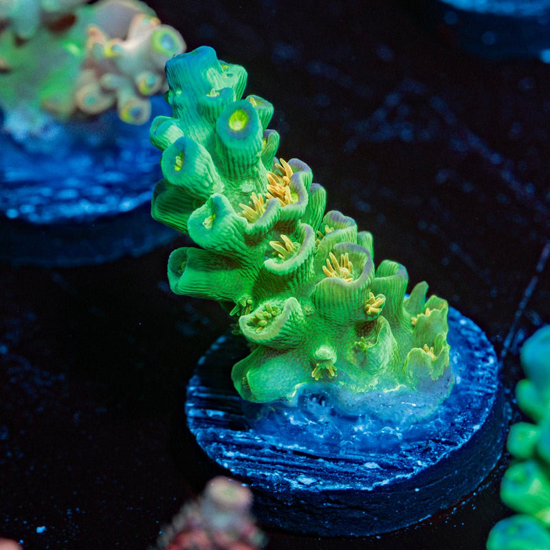 Orange Passion Acropora Coral with branching growth in reef aquarium