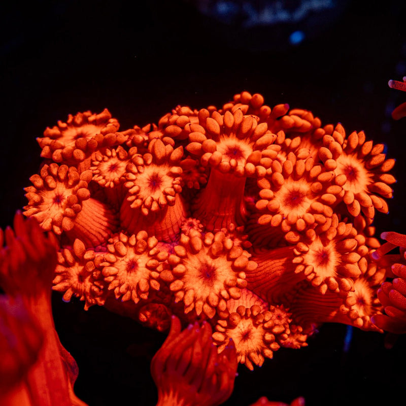 Scarlite Goniopora Coral with flower-like polyps in reef aquarium