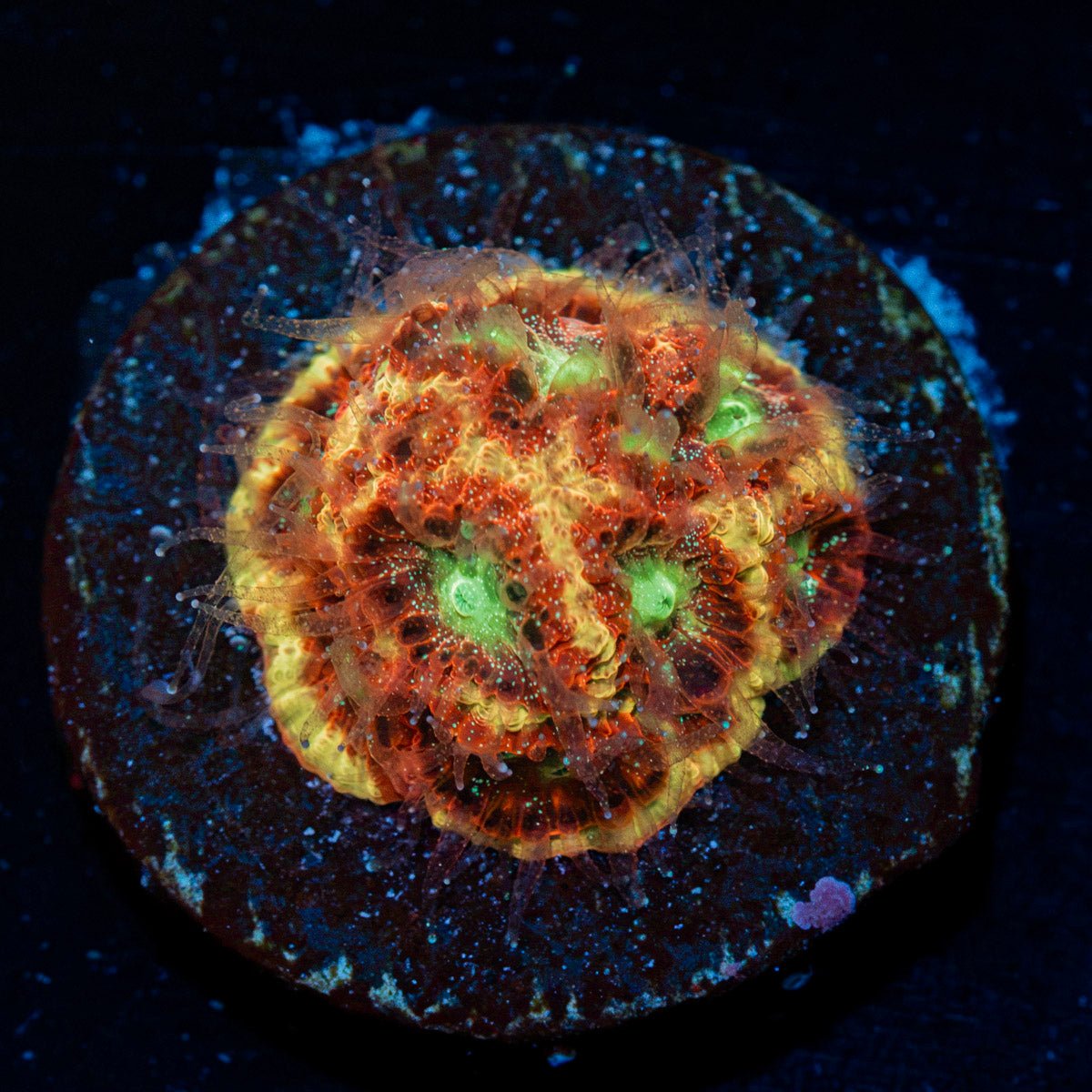 Scorpion king Favia Coral with encrusting growth in reef aquarium