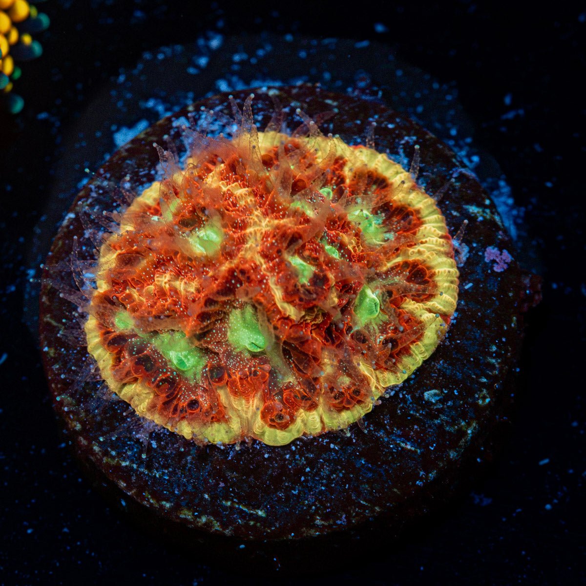 Scorpion king Favia Coral with encrusting growth in reef aquarium
