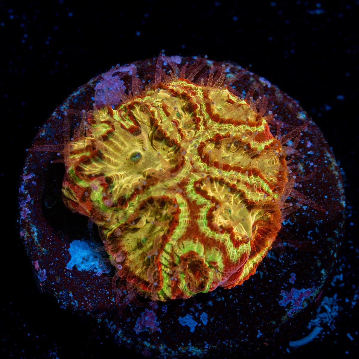 Scorpion King Favia Coral with encrusting growth in reef aquarium