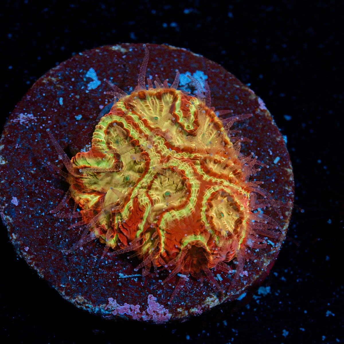 Scorpion King Favia Coral with encrusting growth in reef aquarium
