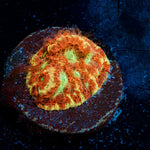 Scorpion King Favia Coral with encrusting growth in reef aquarium