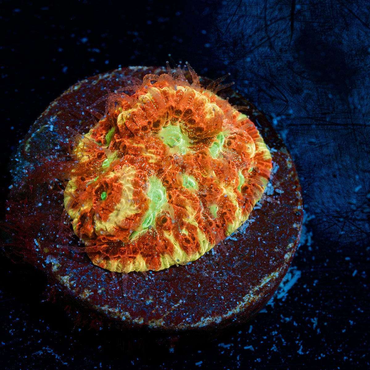 Scorpion King Favia Coral with encrusting growth in reef aquarium