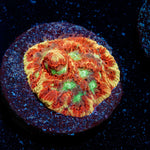 Scorpion King Favia Coral with encrusting growth in reef aquarium