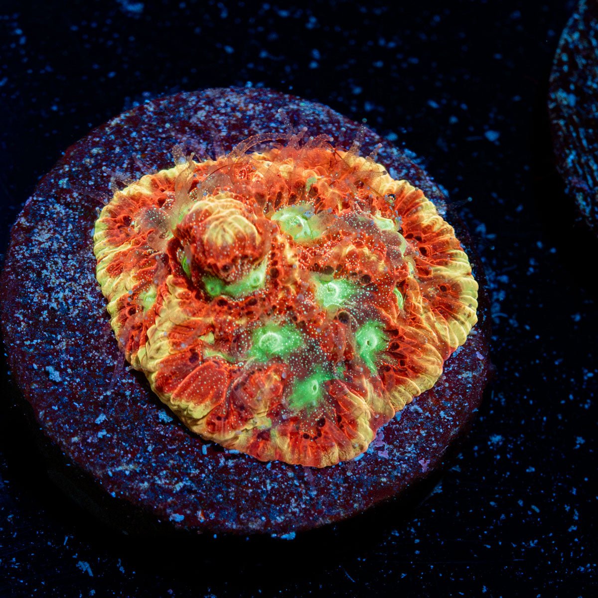 Scorpion King Favia Coral with encrusting growth in reef aquarium