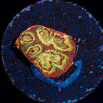 Scorpion King Favia Coral with encrusting growth in reef aquarium