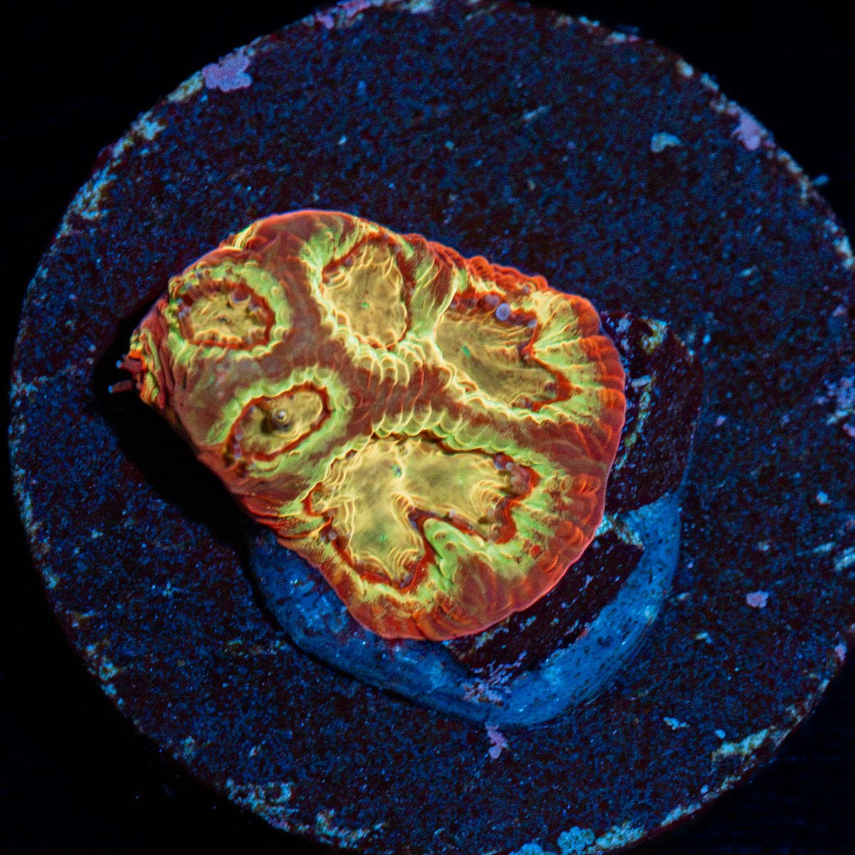 Scorpion King Favia Coral with encrusting growth in reef aquarium