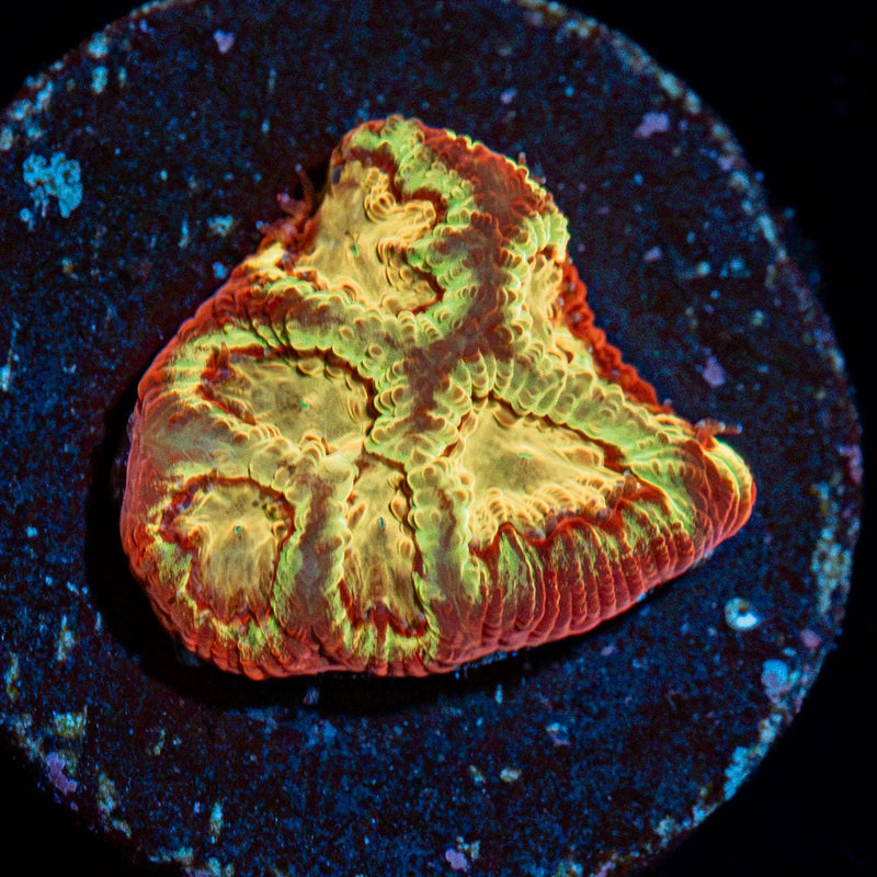 Scorpion King Favia Coral with encrusting growth in reef aquarium