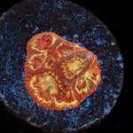 Scorpion King Favia Coral with encrusting growth in reef aquarium