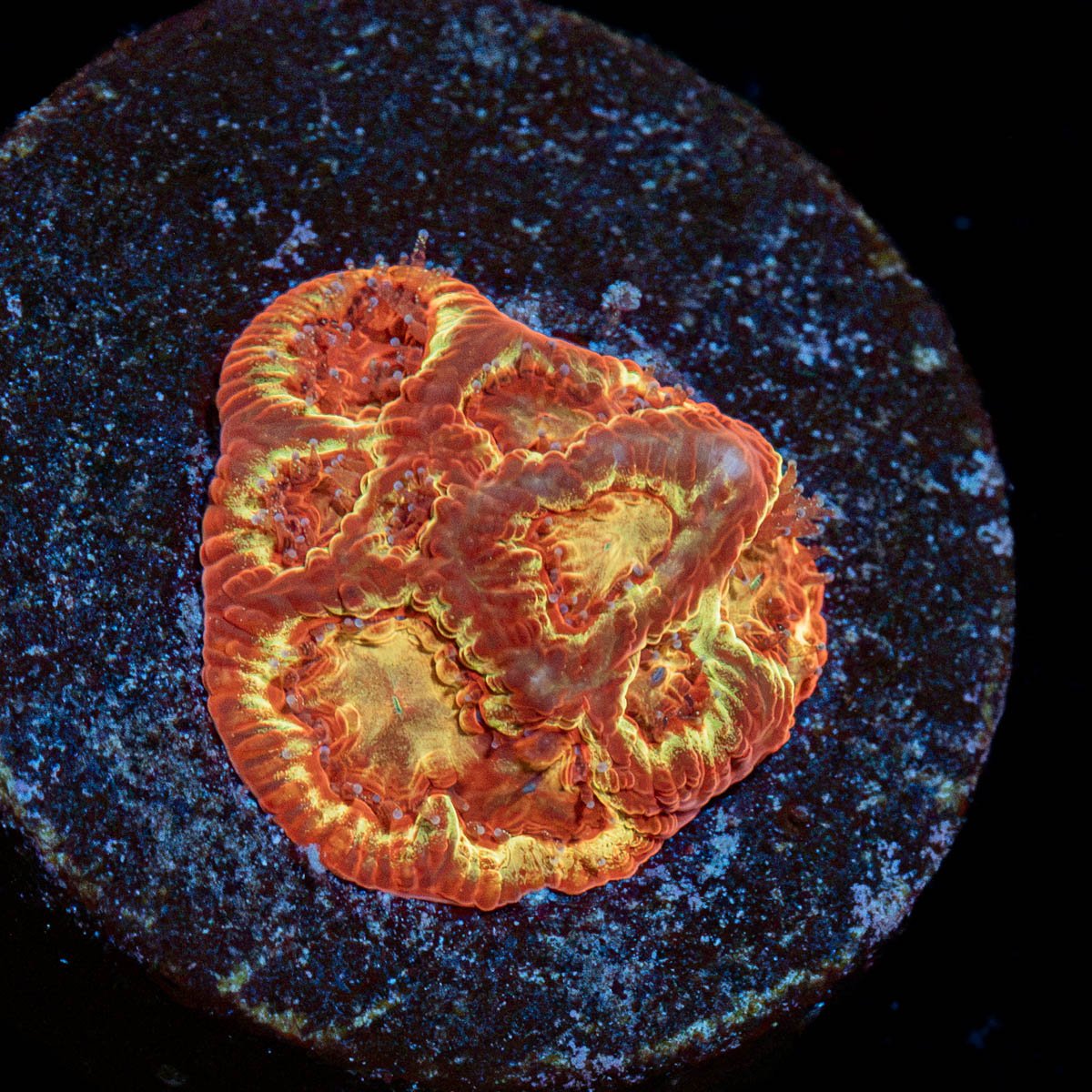 Scorpion King Favia Coral with encrusting growth in reef aquarium