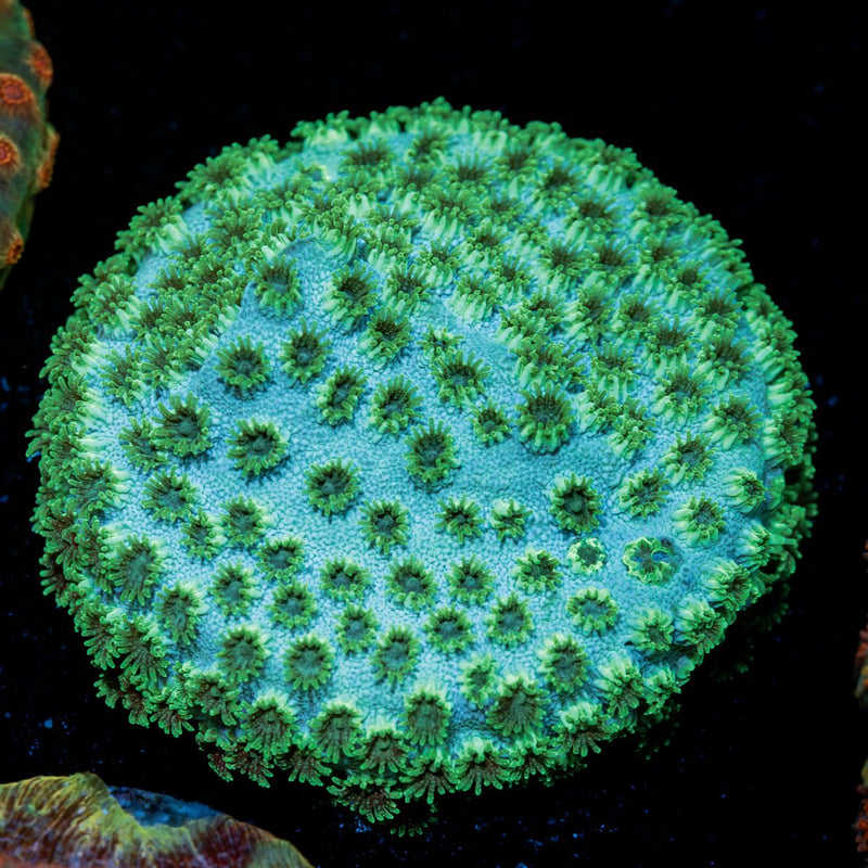 Seagrass Cyphastrea Coral with encrusting growth in reef aquarium